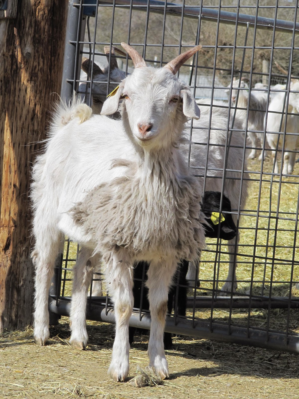 LIBERTY FARM CASHMERE GOATS CASHMERE GOATS FOR SALE