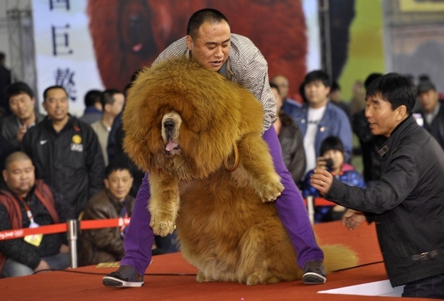 11 pictures of giant dogs, giant dogs, huge dogs, dog pictures