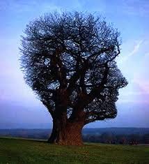 Árvore do Conhecimento