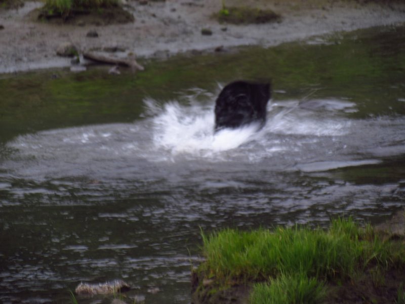 Grandma's Grand Adventures Mostly the bears and eagles at Herring Cove