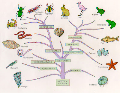 TAXONOMÍA ¿Que es la taxonomía?
