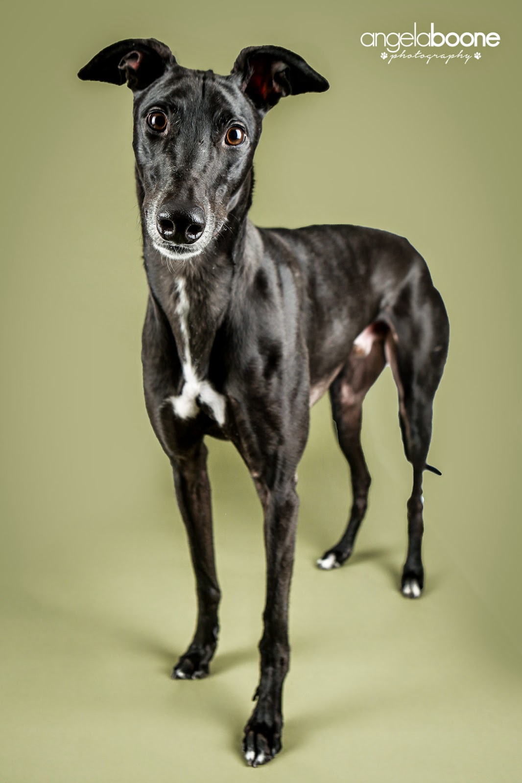 Northern Lights Greyhound Adoption Dog Blog 50 Shades of Greyhound