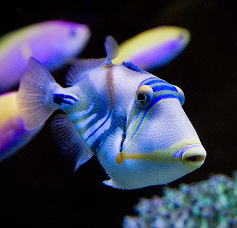 caution 10 popular animals that may not be reef safe marine depot