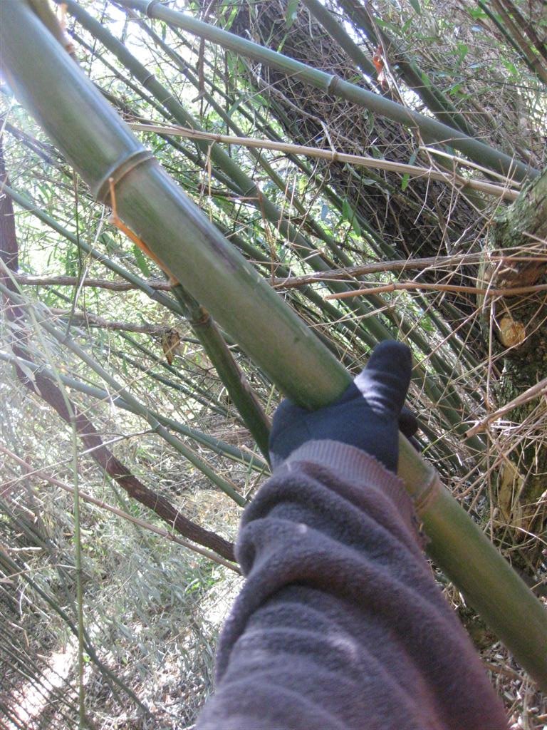 How to Grow Bamboo in Cold Climates