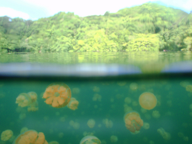 بالصوى بحيرة قناديل البحر .. هجرة الملايين من قناديل البحر الذهبية Jellyfish+lake+palau+6+(1)