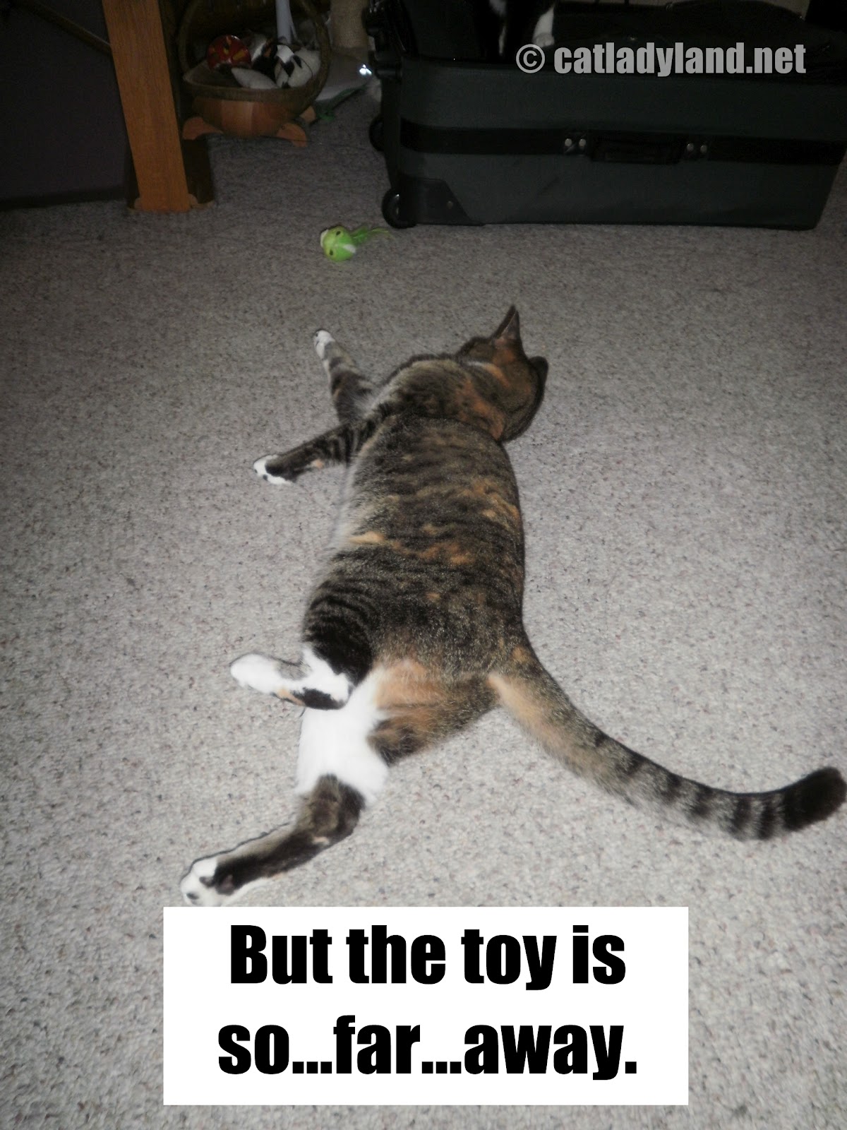 phoebe-toy-comic-cats-funny.JPG