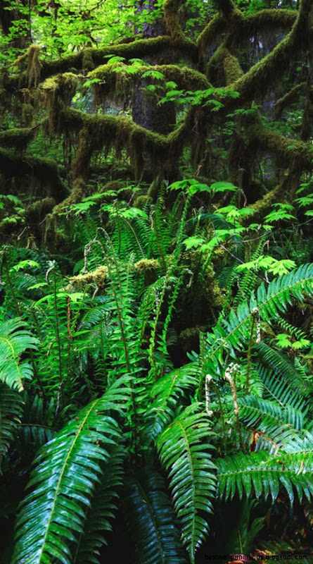 Nature iPhone 6 Wallpapers HD Nature iPhone 6 Wallpapers HD