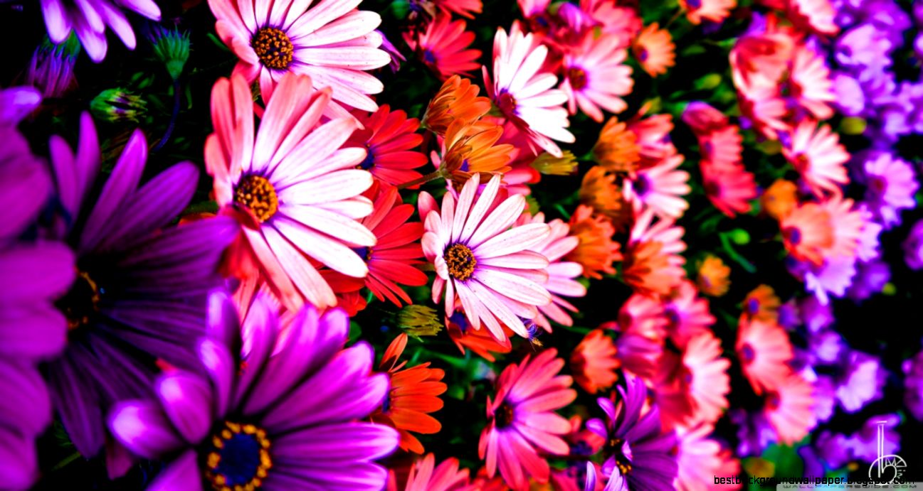 Vibrance HD desktop wallpaper Widescreen High Definition Mobile Vibrance HD desktop wallpaper Widescreen High Definition Mobile