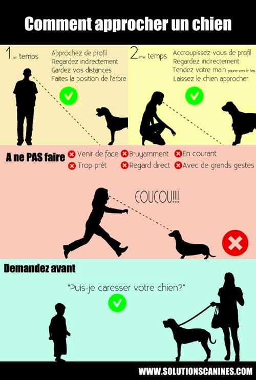 Comment Bien Approcher Un Chien