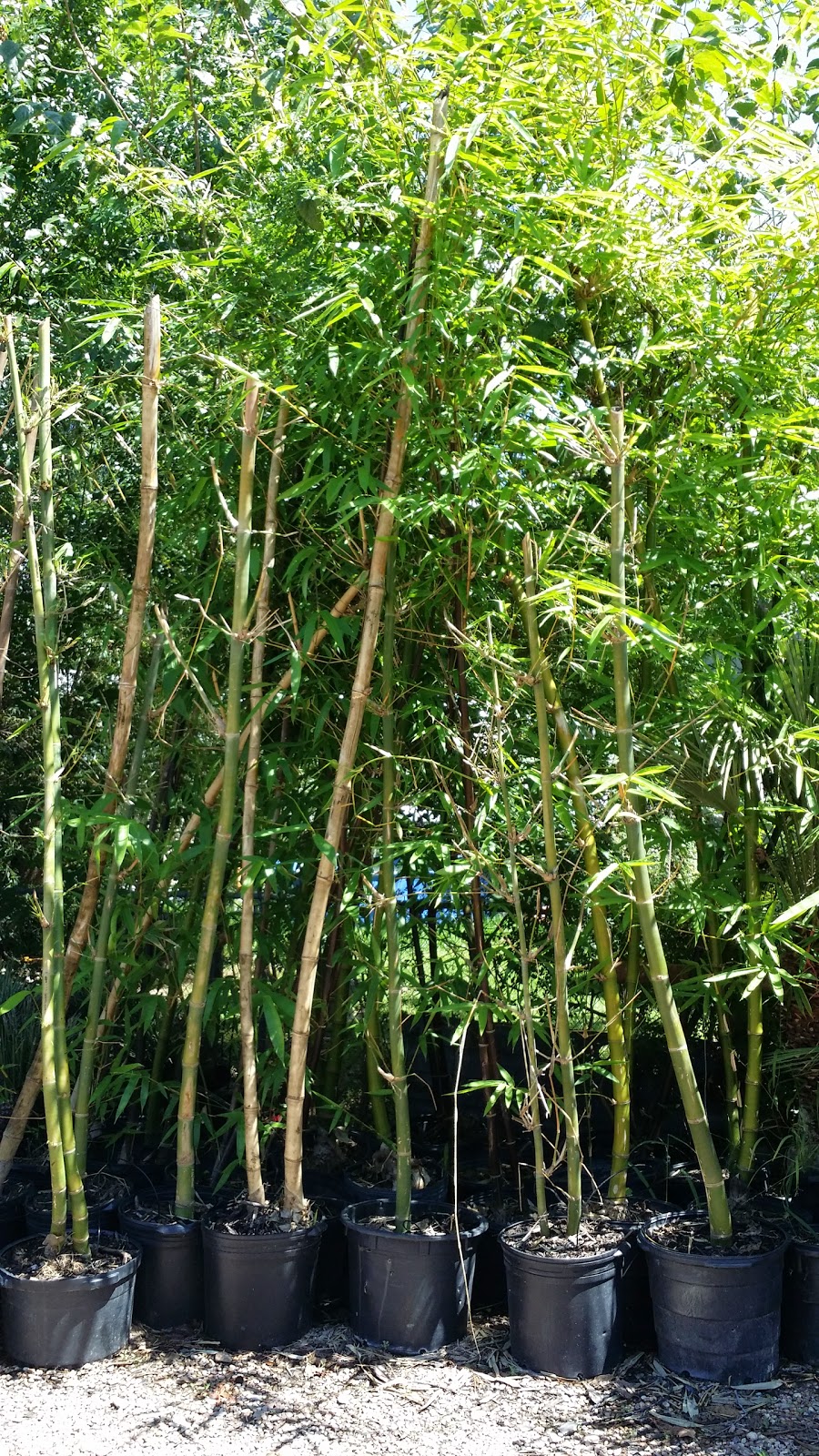 Cold Hardy Palm Trees in Houston cold hardy bamboo in Houston TX
