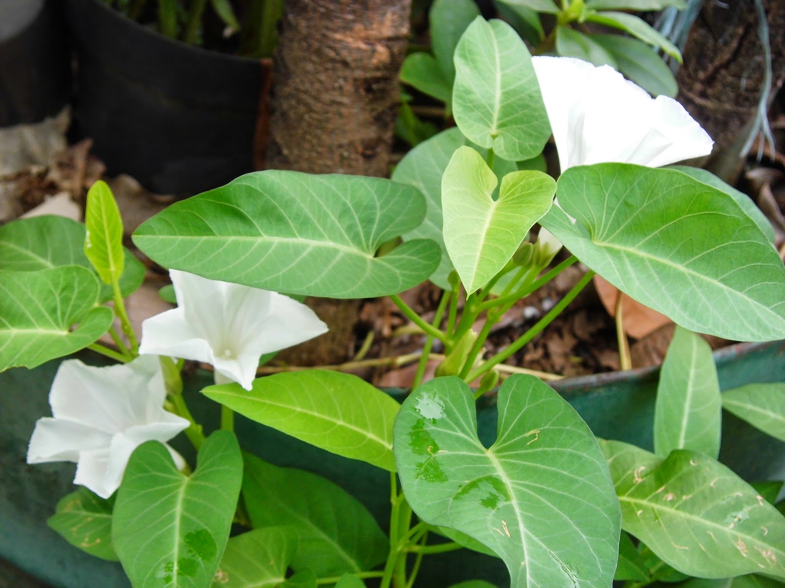 Exotic Plants in Indonesia Water Spinach Pictures Galleries