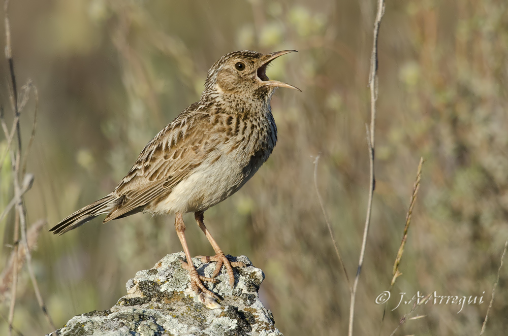 Alondra ricotí; alondra de dupont; Chersophilus duponti; Dupont´Lark. Alondra ricotí; alondra de dupont; Chersophilus duponti; Dupont´Lark.