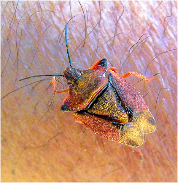 FOTO NATURA HUESCA 2 PENTATOMIDAE William Elford Leach, 1815 chinche