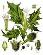 Drogas duras llenan sepulturas 8