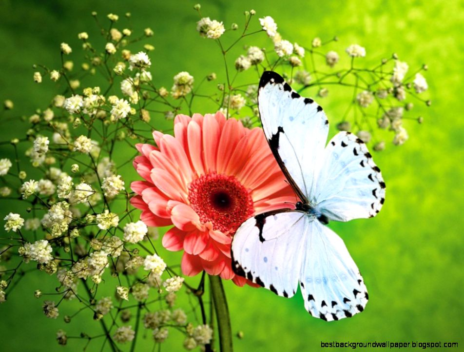 Hd Butterfly Backgrounds
