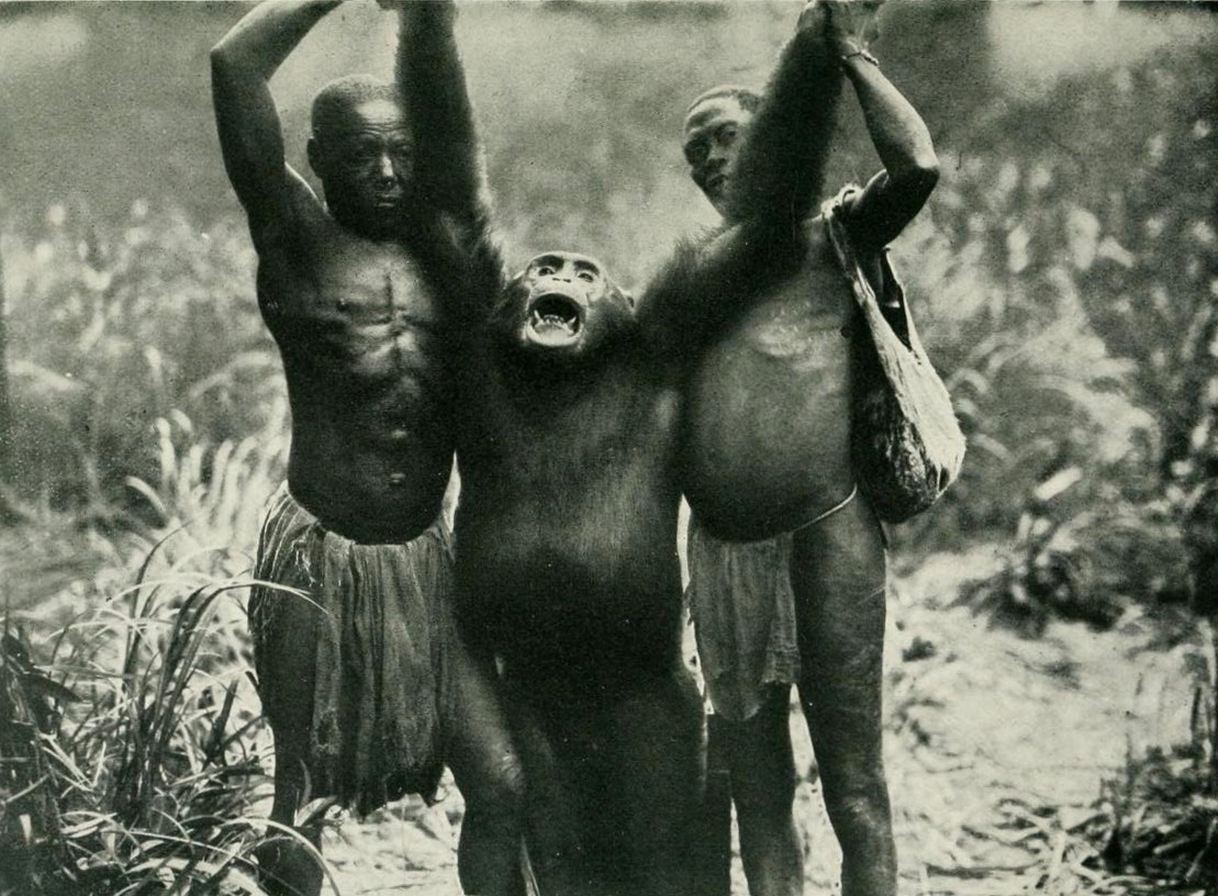 ShukerNature THE BILI (BONDO) APES UNMASKING THE CONGO'S GIANT