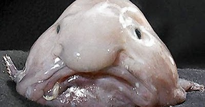 The Great American Disconnect-Political Comments: Today's Quiz: Are