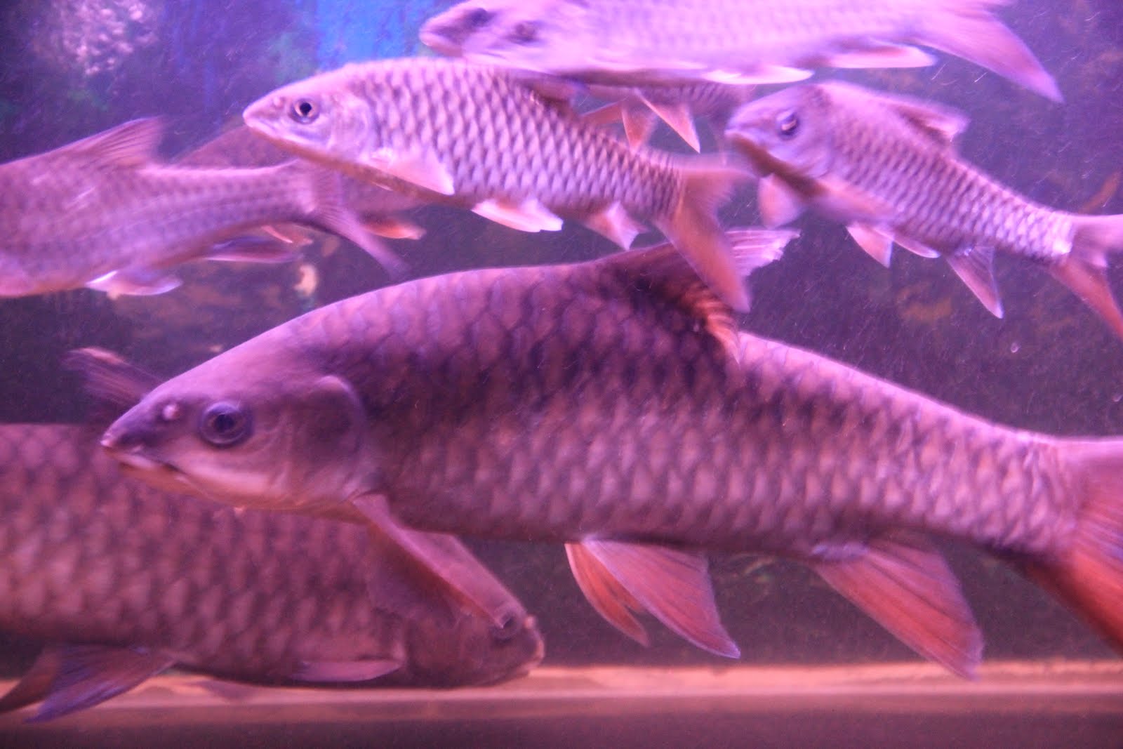 Mahseer..Super Fish! King of Fish! Mahseer / Kelah