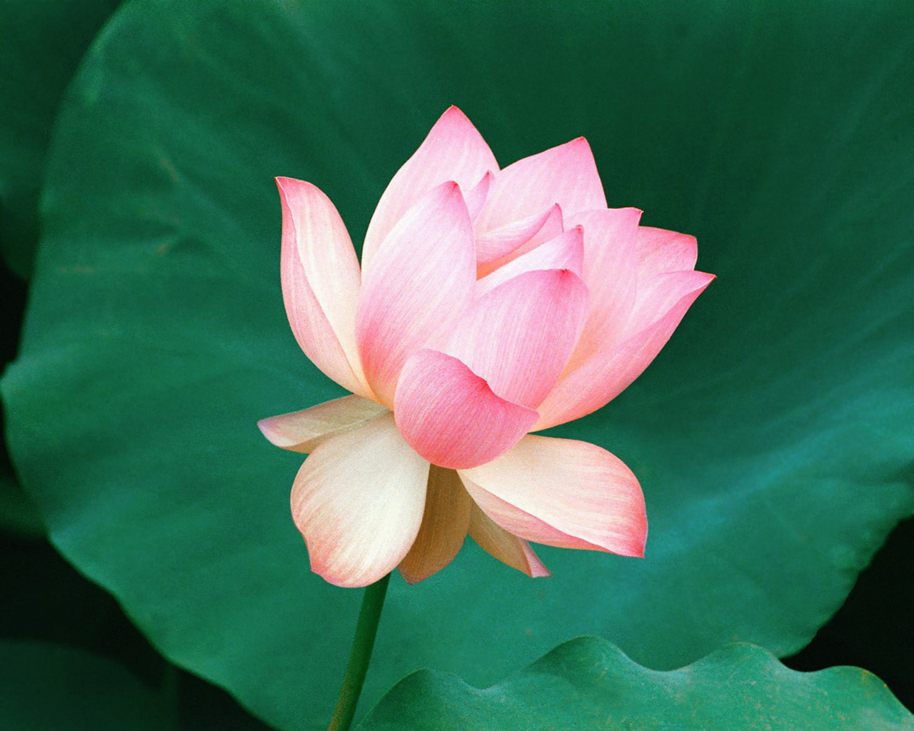 BEST WALLPAPERS Best and Most Beautiful Lotus Flower wallpapers collections free download