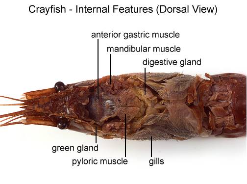 Aqua Fanatic: Crayfish Anatomy