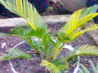 http://tanamanhiaszens.blogspot.com/ http://tanamanhiaszens.blogspot.com/