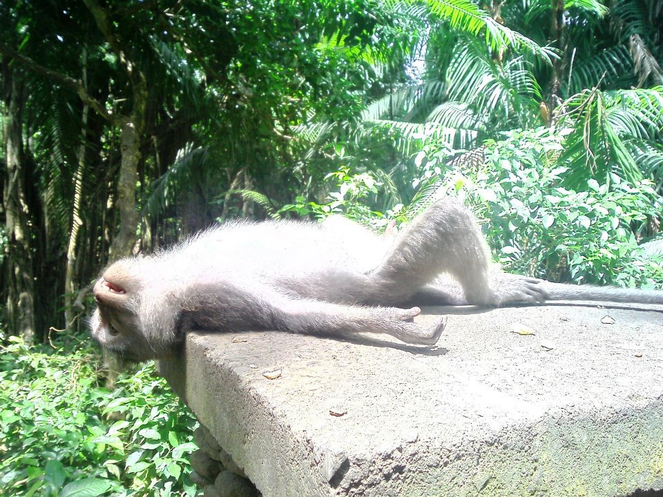 Monkey Sunbathing