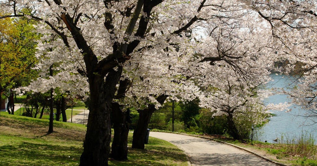 Latest Top HD Spring Wallpapers | HDIMAGESPLUS