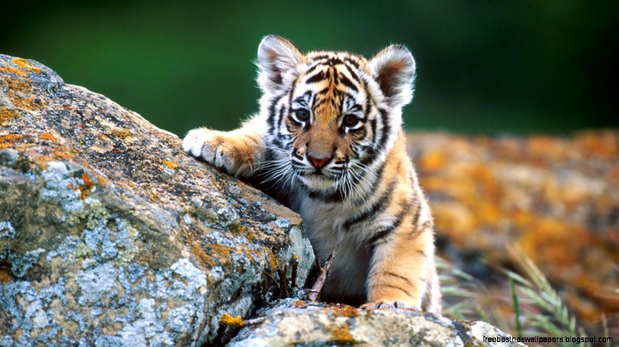 Wildlife Pictures 6815854 Wildlife Pictures 6815854