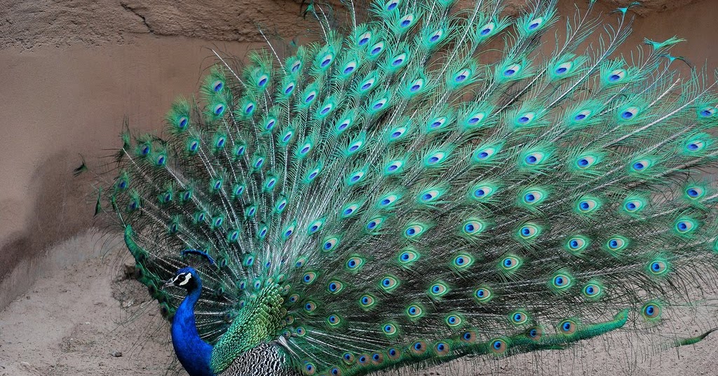 Peacock, the most beautiful and colorful bird in the world (10 pics) Amazing Creatures