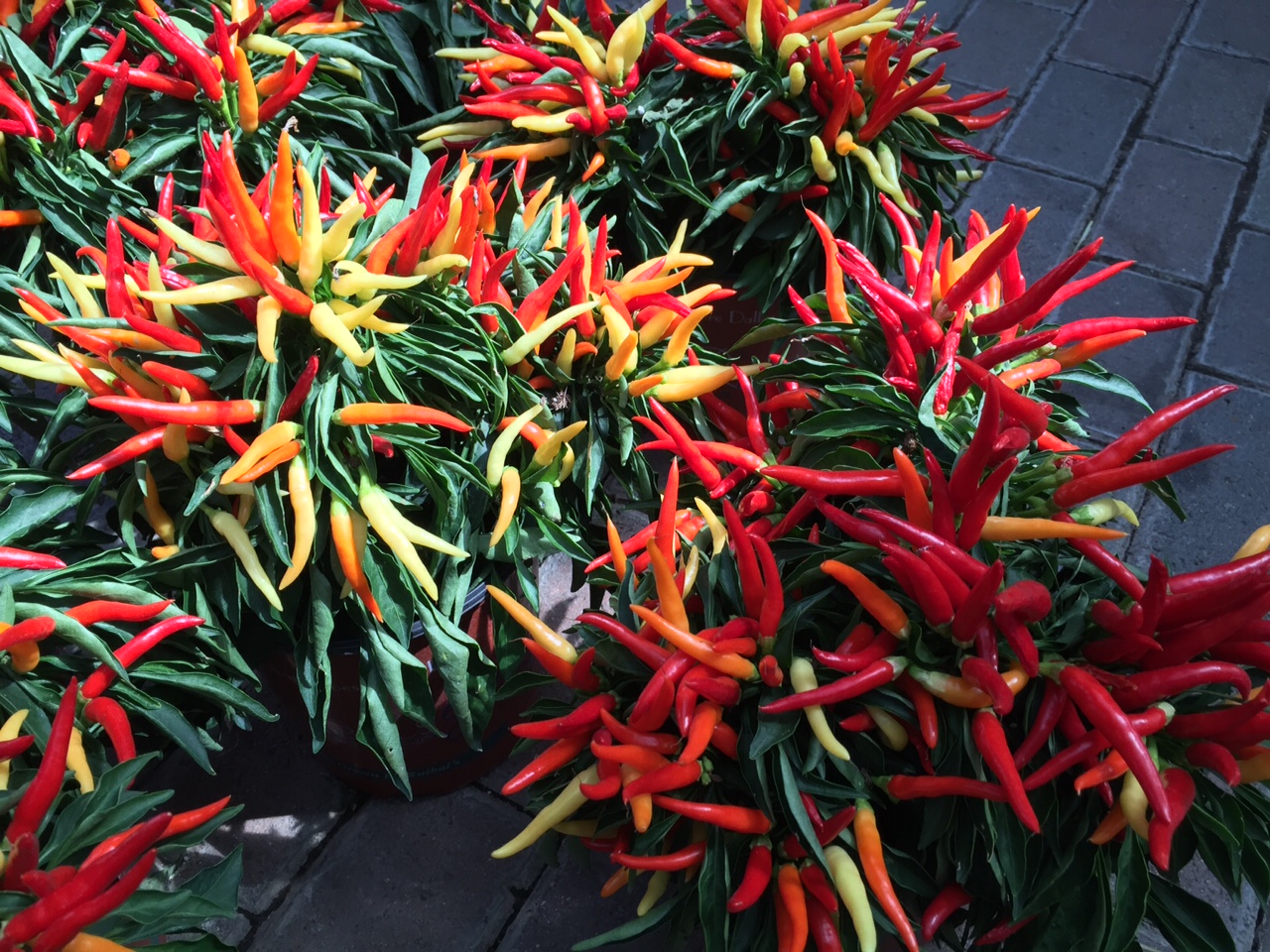 New Utah Gardener Ornamental Peppers Heattolerant and Waterwise In
