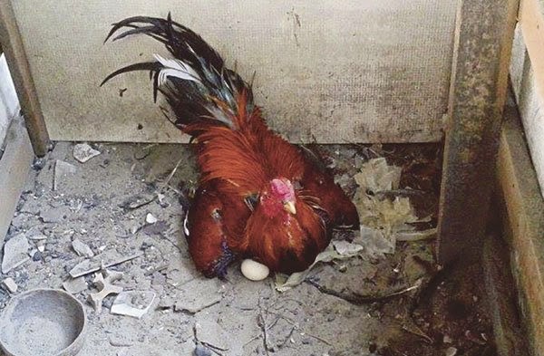 ayam jantan mengeram telur di terengganu siakap keli ayam jantan mengeram telur di terengganu siakap keli