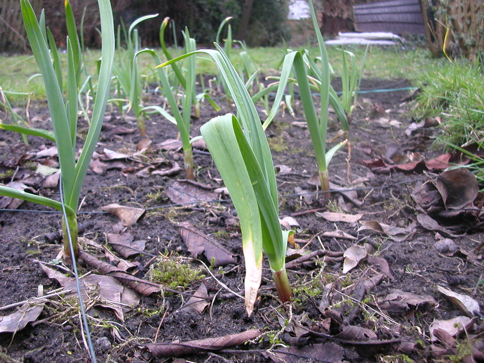 turnip seedlings