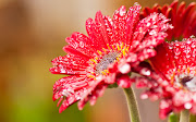 Las alegrías son como flores que la lluvia mancha y el viento deshoja. (flores rojas lluvia agua )