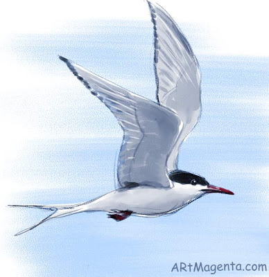 Arctic Tern, bird sketch by Artmagenta