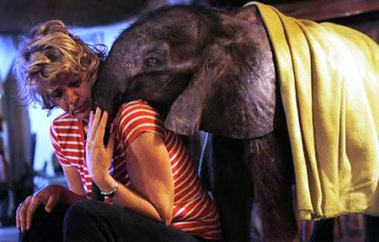 When Humans and Animals Get Along