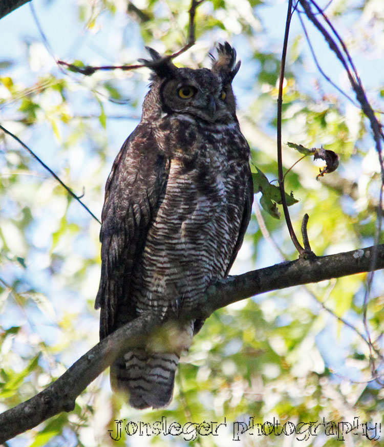 Northern Illinois Birder Great Horned Owl, Blackhawk Springs Forest