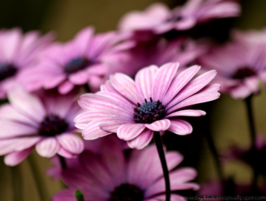 Flowers Wallpaper Background Beauty Flower Flowers Wallpaper Background Beauty Flower