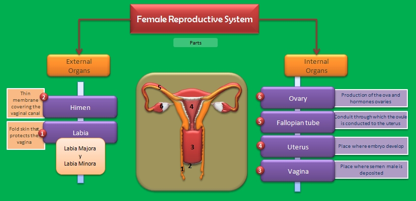Educative diagrams: The Female Reproductive System
