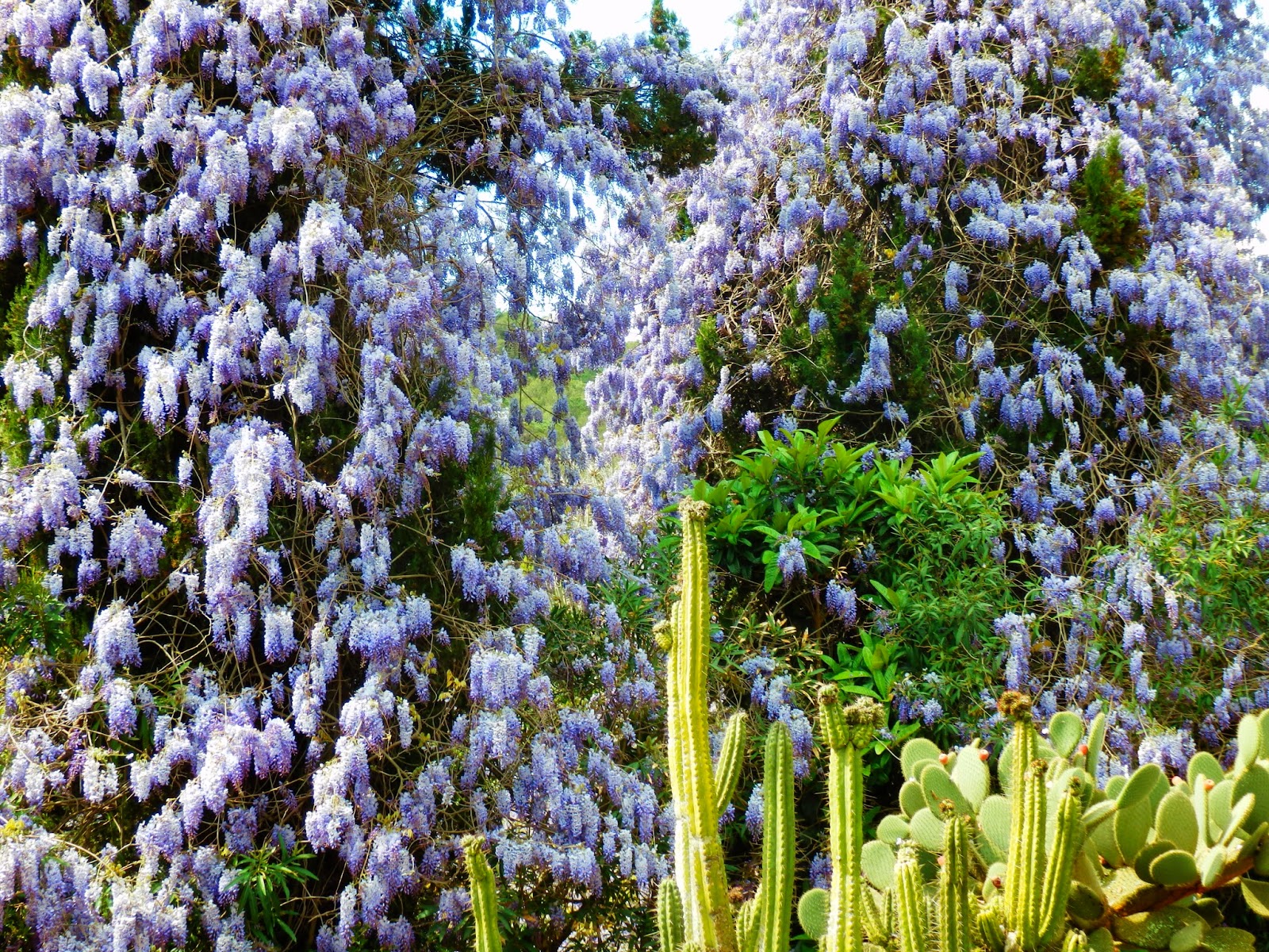 Argitours. Guía Turístico de la Costa Brava y Girona Pinya de Rosa