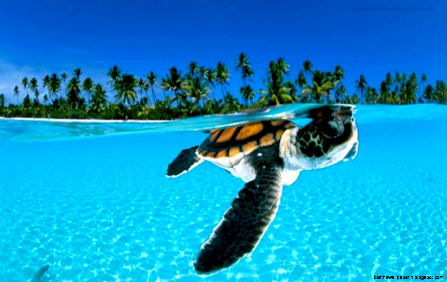 Baby Green Sea Turtles Swimming Baby Green Sea Turtles Swimming