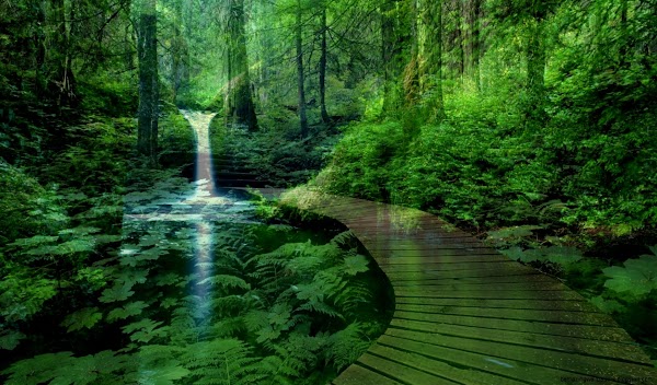 Forest Landscape Wallpaper Forest Landscape Wallpaper