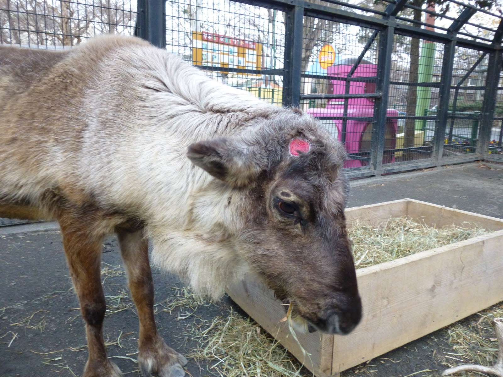 はむらzoo小噺 トナカイの角が落ちました