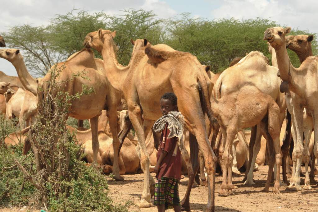 Image result for somali herders
