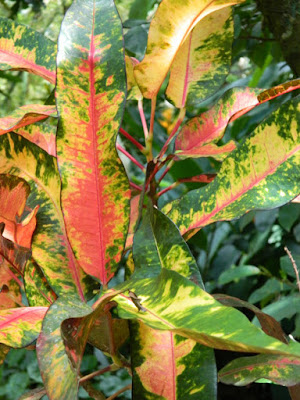 Croton at Diamond Botanical Gardens Soufriere St. Lucia by garden muses-not another Toronto gardening blog
