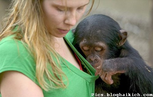 Hình ảnh khỉ xem ngực phụ nữ