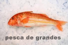 pesca de grandes