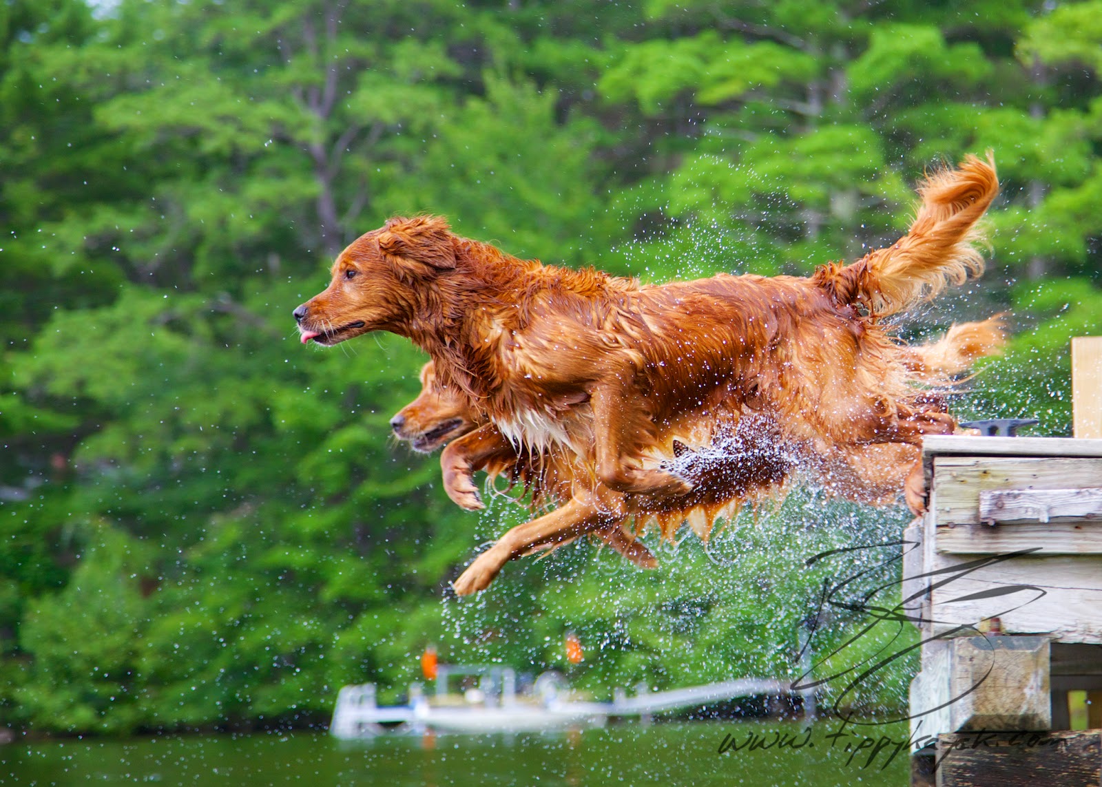 Dock Dogs! Golden Retrievers Golden Retriever Dog Forums