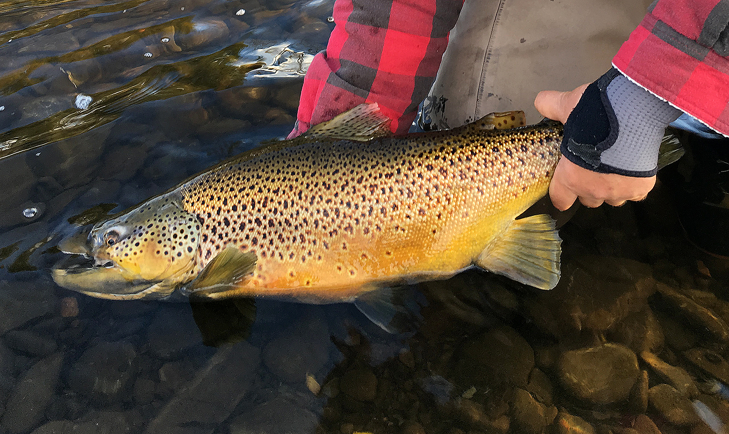 douglaston salmon run