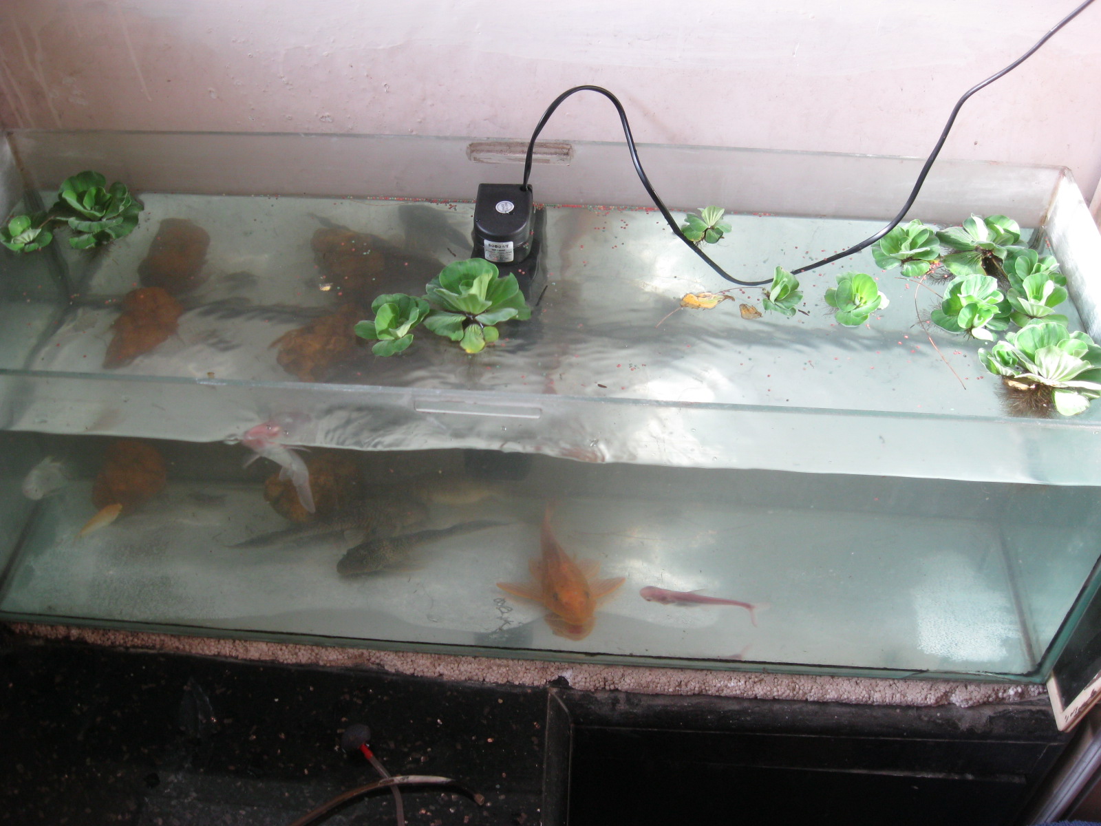 Experiments with Aqua phonics Mumbai fish tank cleaning experiment