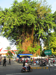 A beautiful lone large tree on Malioboro street in Yogyakarta.